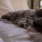 HoneyComb Coverlet